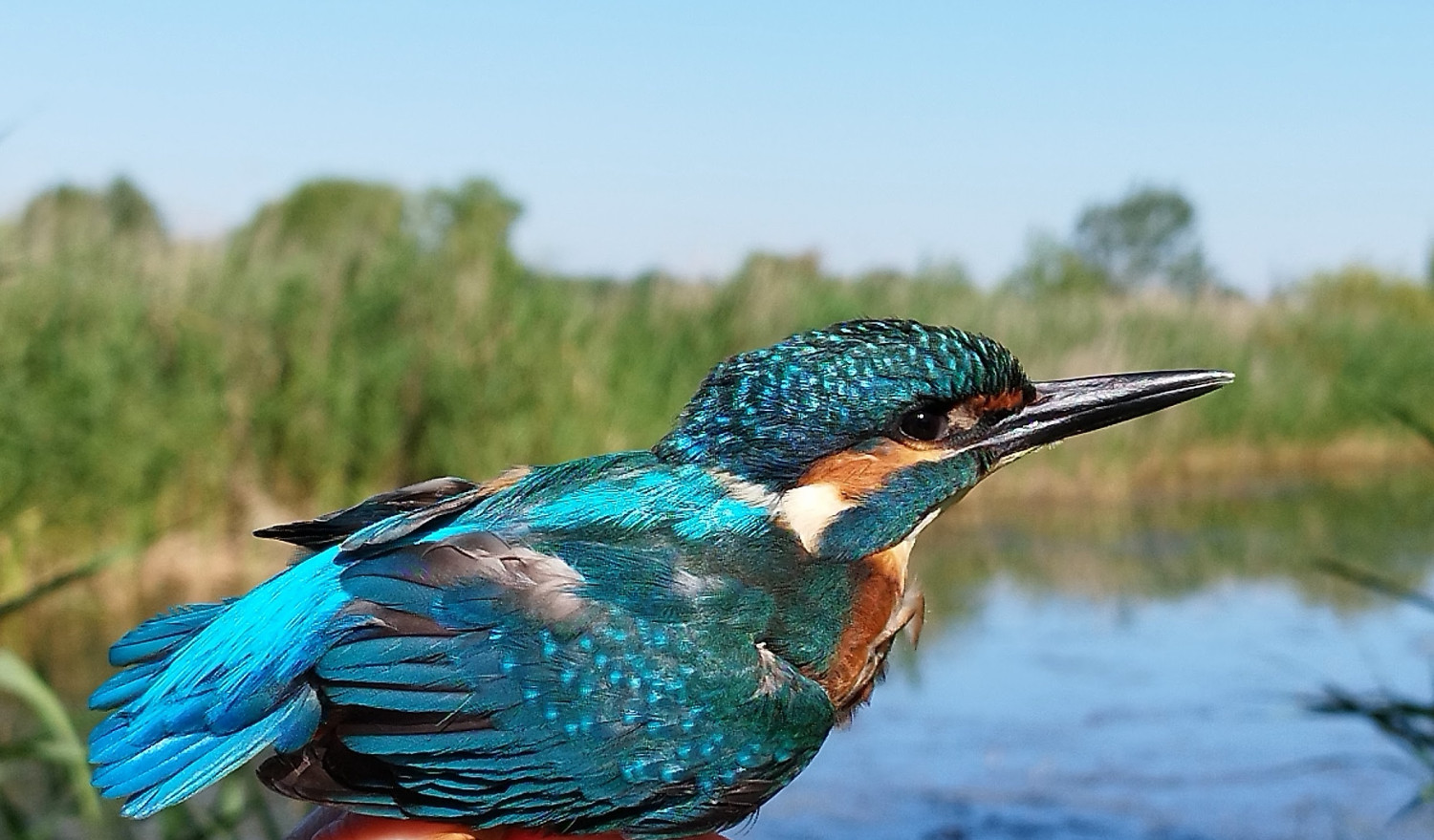 Jégmadár (Alcedo atthis)
| 1.rész