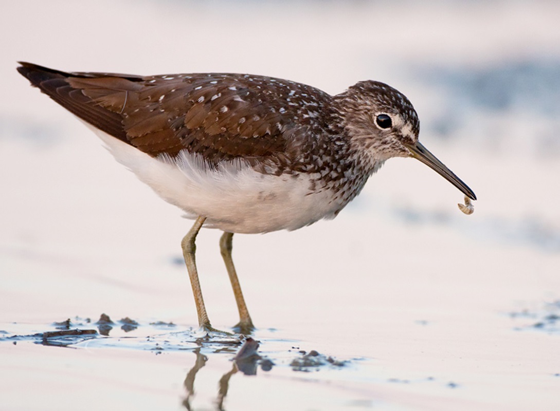 Erdei cankó (Tringa ochropus)