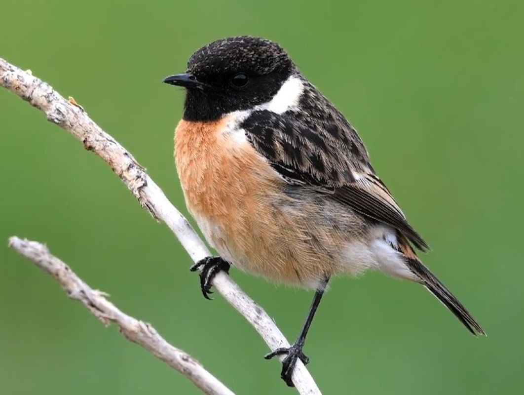 Cigánycsuk, vagy csaláncsúcs (Saxicola rubicola)