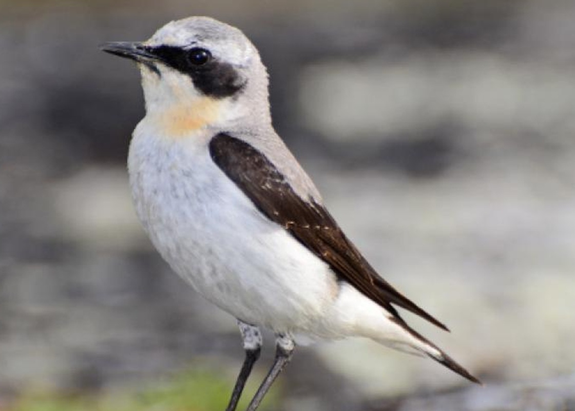 Hantmadár (Oenanthe oenanthe)