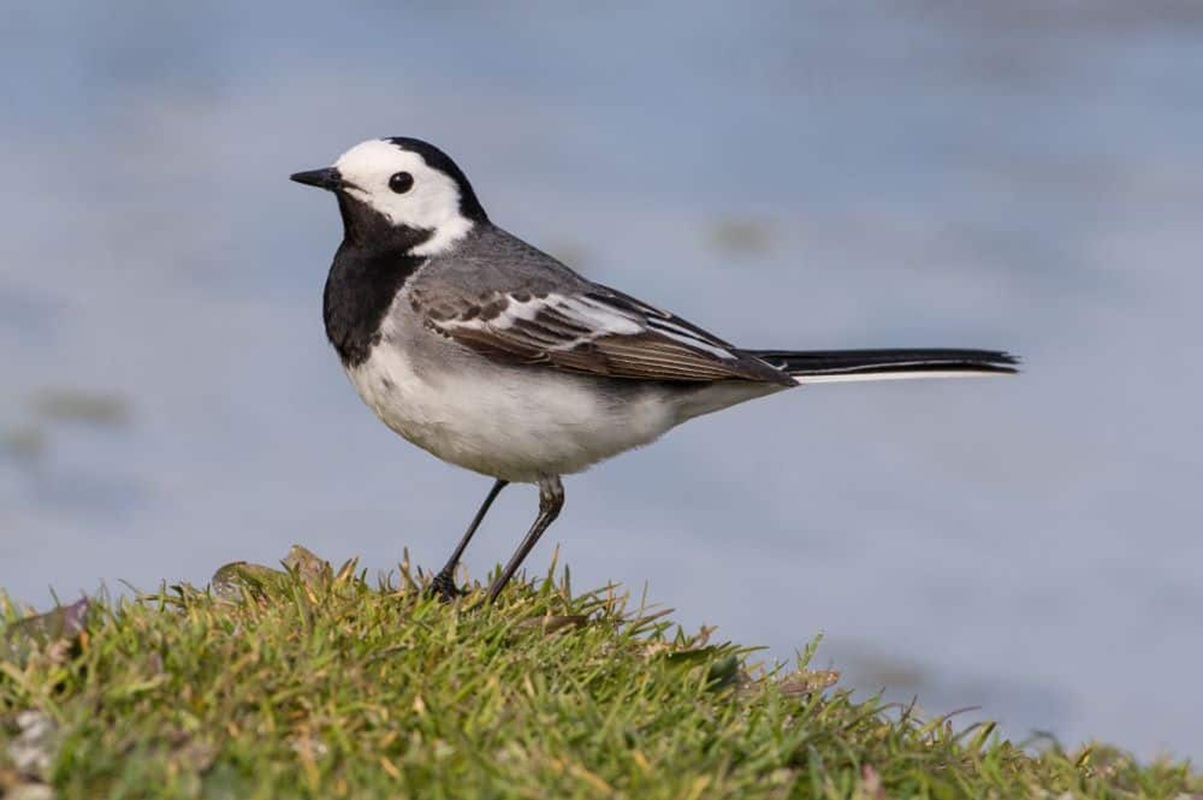 Barázdabillegető (Motacilla alba)