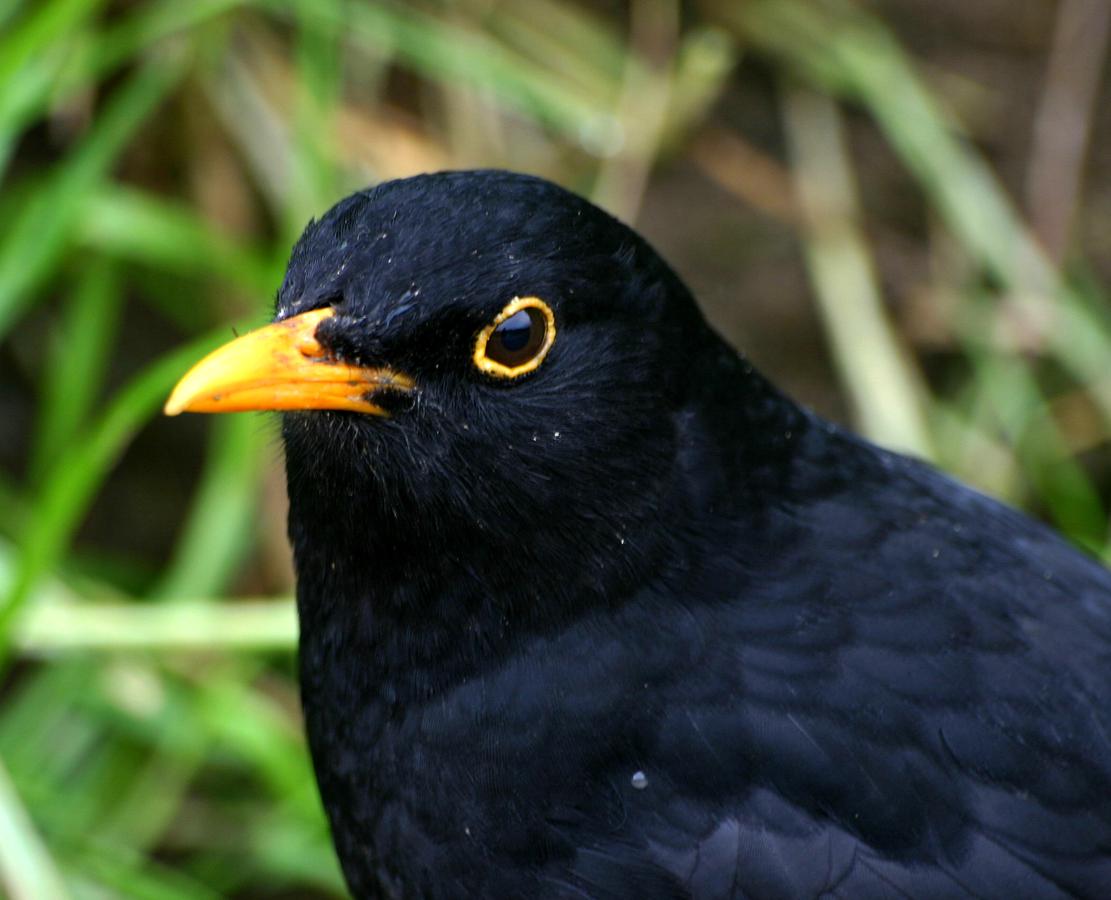 Feketerigó (Turdus merula)
| 1. rész
