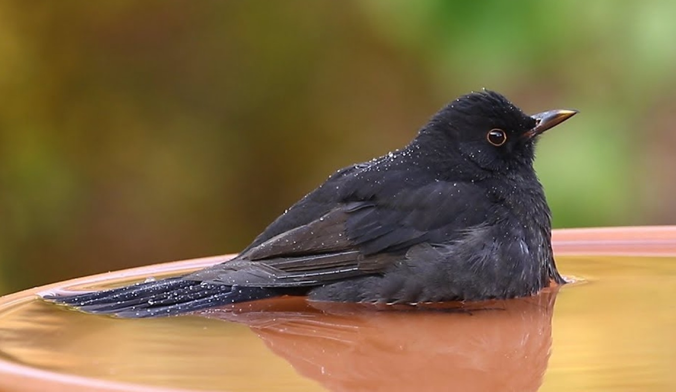 Feketerigó (Turdus merula)
| 2. rész