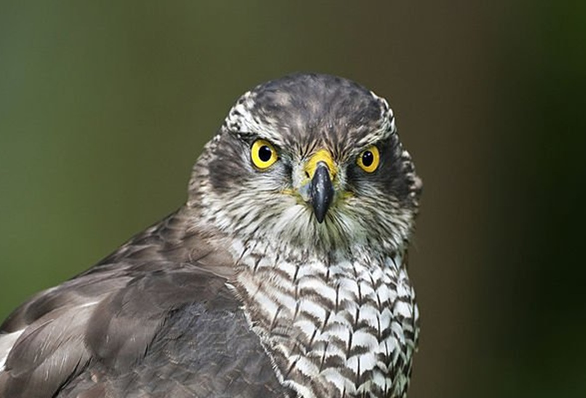 Héja (Accipiter gentilis) Héja (Accipiter gentilis)