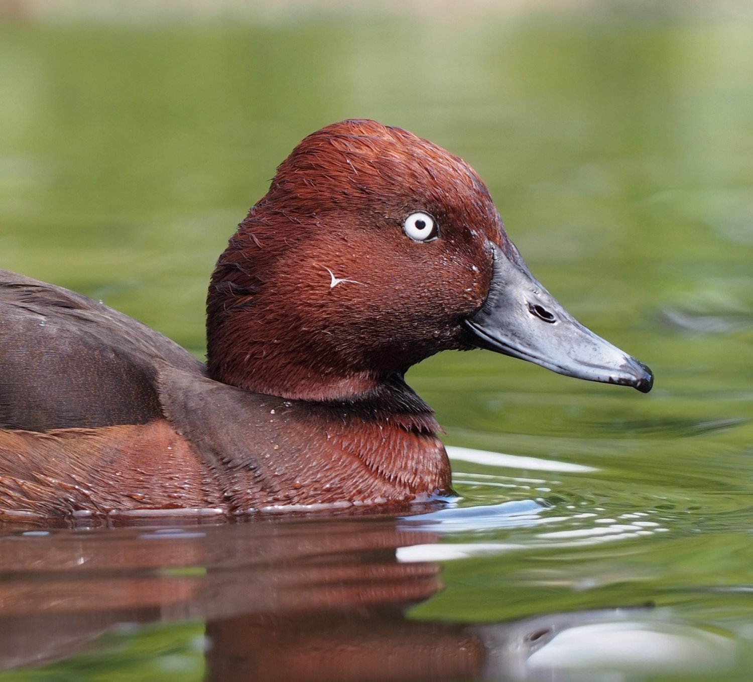 Cigányréce (Aythya nyroca)