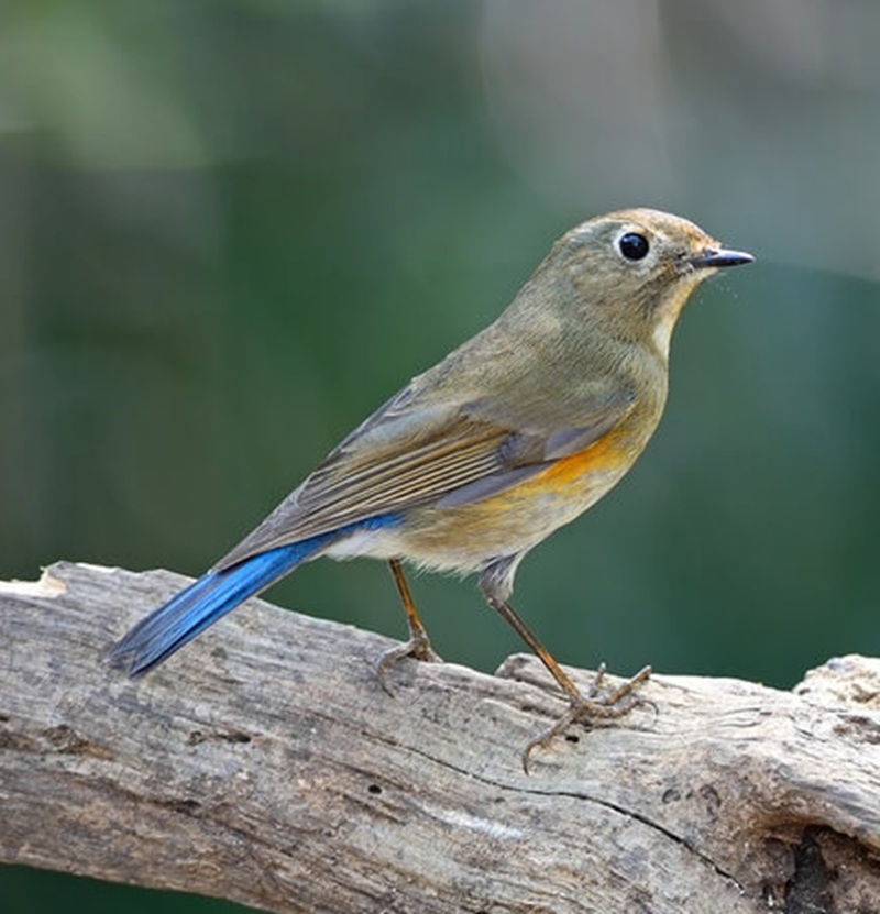A madár és a klímaváltozás
| 2. rész: A csoffadt vörösbegy és a boldog madarász A madár és a klímaváltozás
| 2. rész: A csoffadt vörösbegy és a boldog madarász