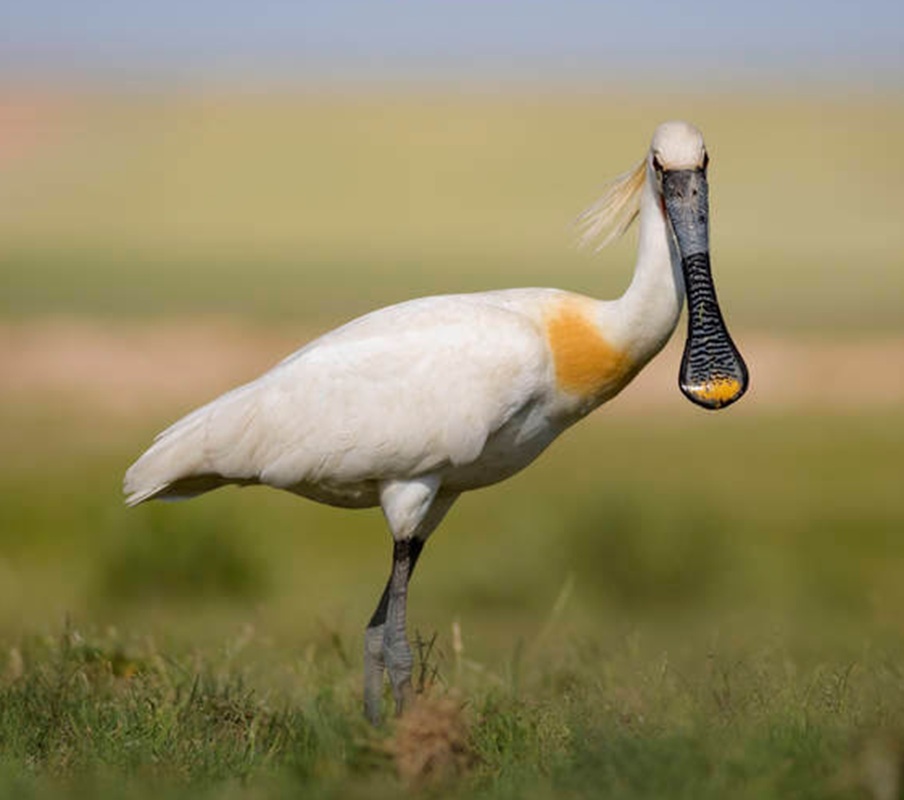 Kanalasgém (Platalea leucorodia)