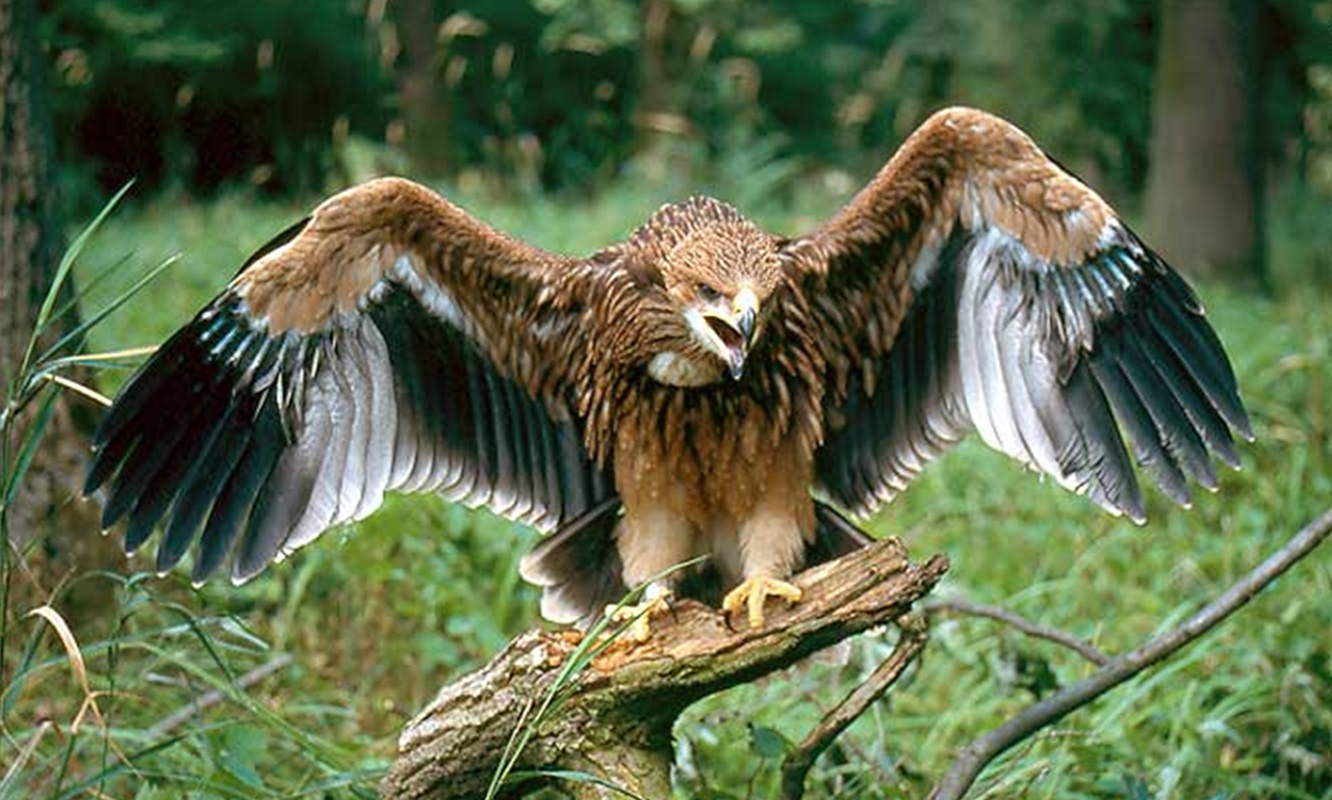 Parlagi sas (Aquila heliaca) - 1. rész