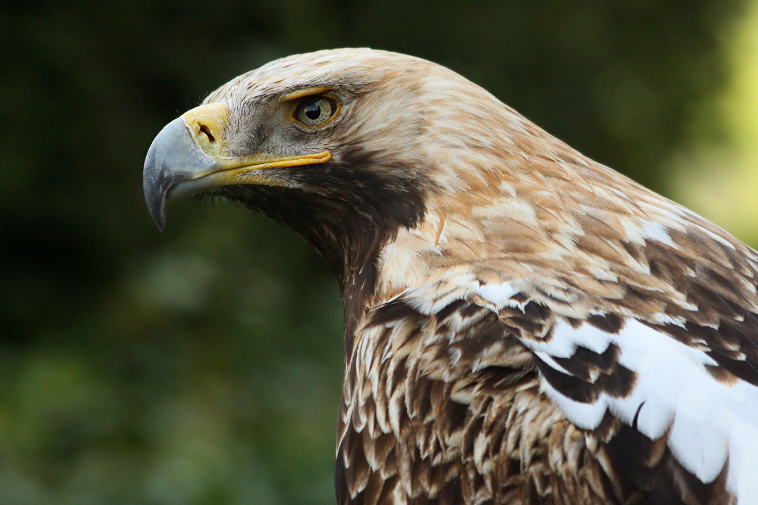Parlagi sas (Aquila heliaca) - 2. rész