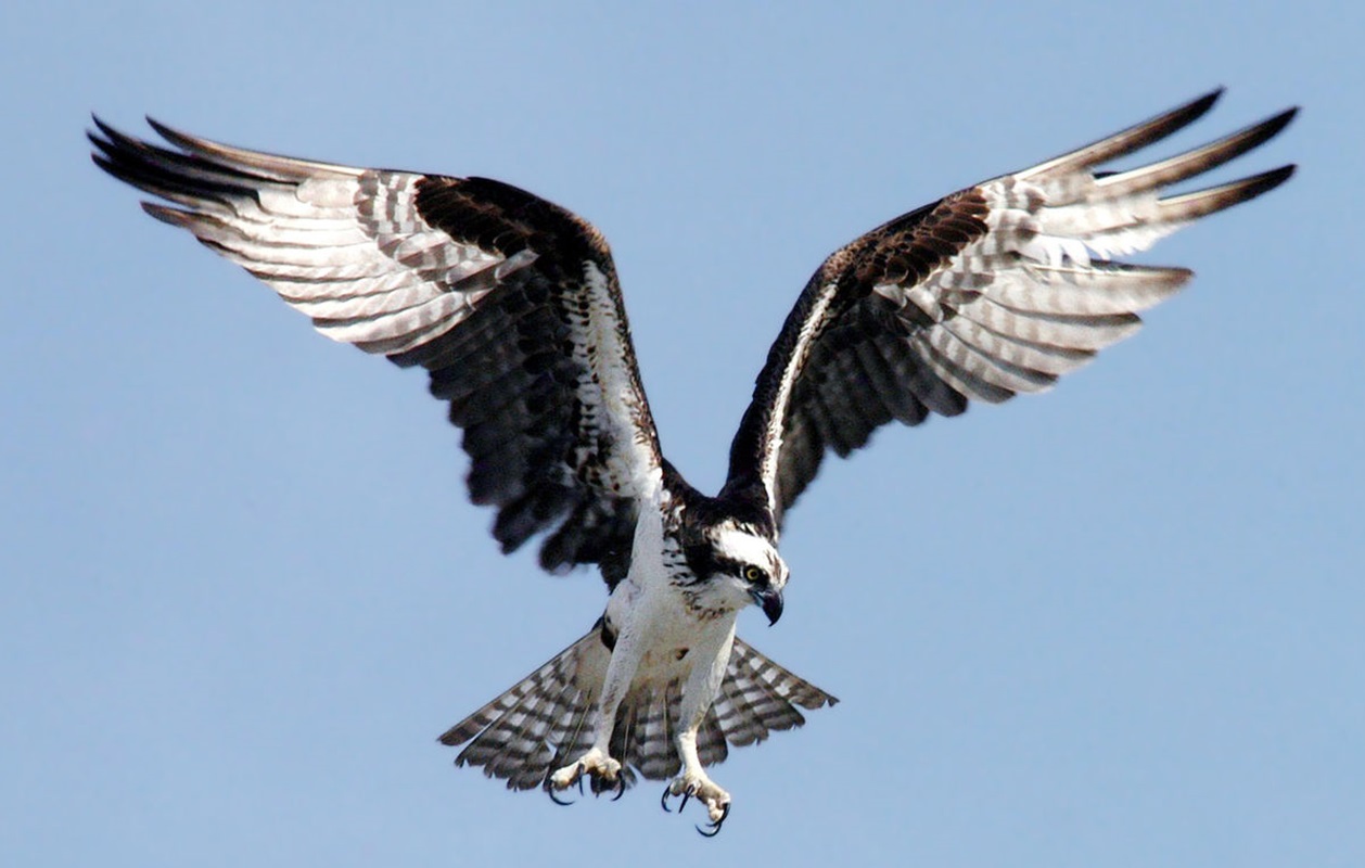 Halászsas (Pandion haliaetus) Halászsas (Pandion haliaetus)