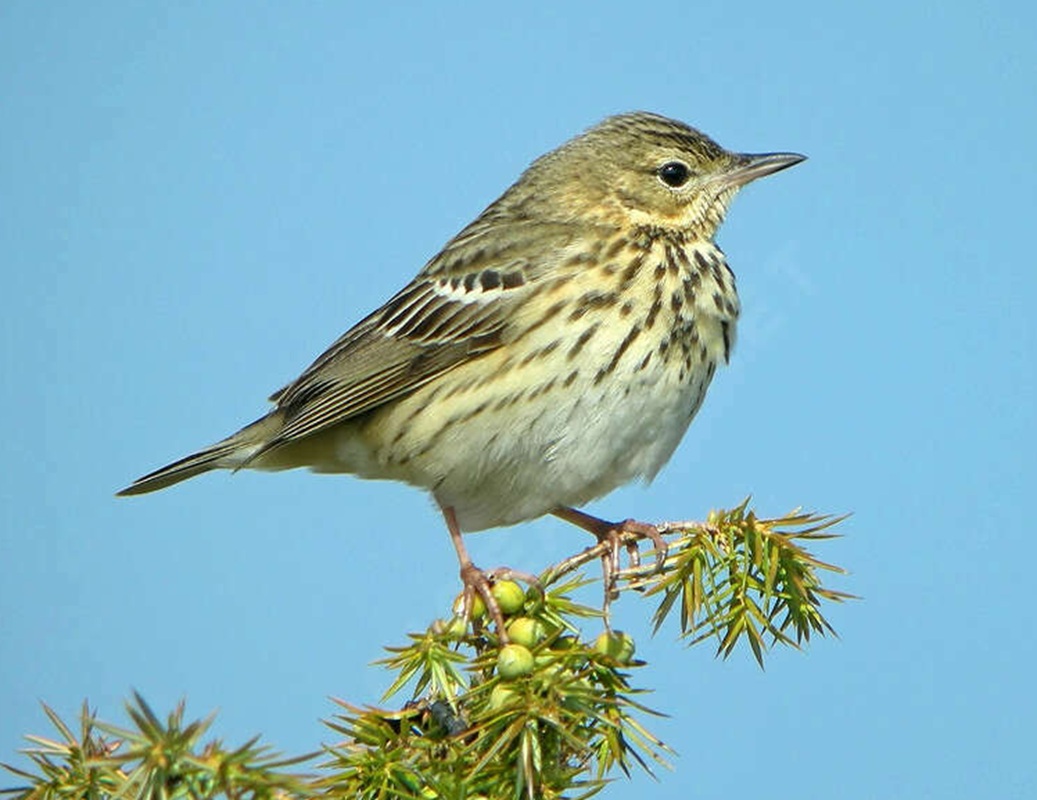 Erdei pityer (Anthus trivialis) Erdei pityer (Anthus trivialis)