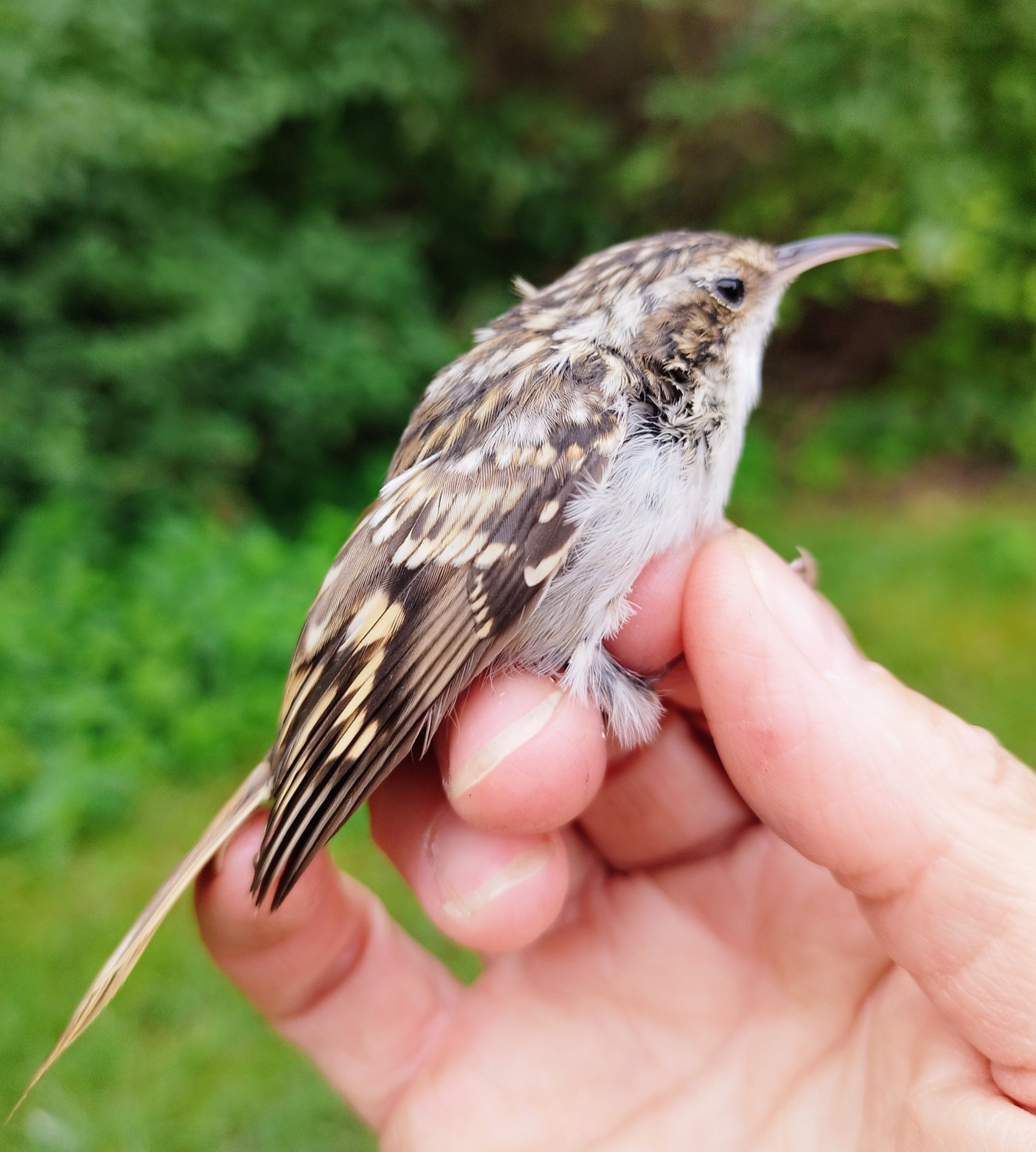 Hegyi fakusz (Certhia familiaris) és rövidkarmú fakusz (Certhia brachydactyla)
|