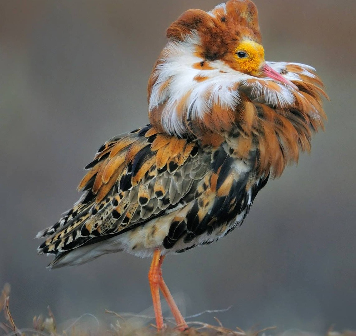 Pajzsoscankó (Calidris pugnax)
| Spanyol galléros nagyurak és álruhás sunnyogó imposztorok... Pajzsoscankó (Calidris pugnax)
| Spanyol galléros nagyurak és álruhás sunnyogó imposztorok...