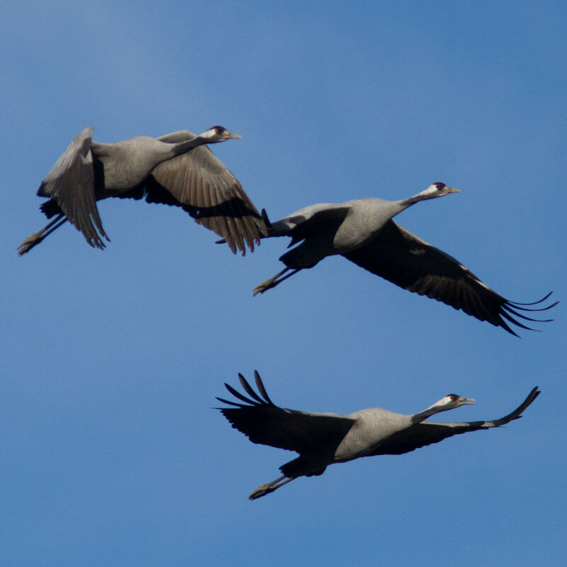 Daru (Grus grus) - 1.rész Daru (Grus grus) - 1.rész