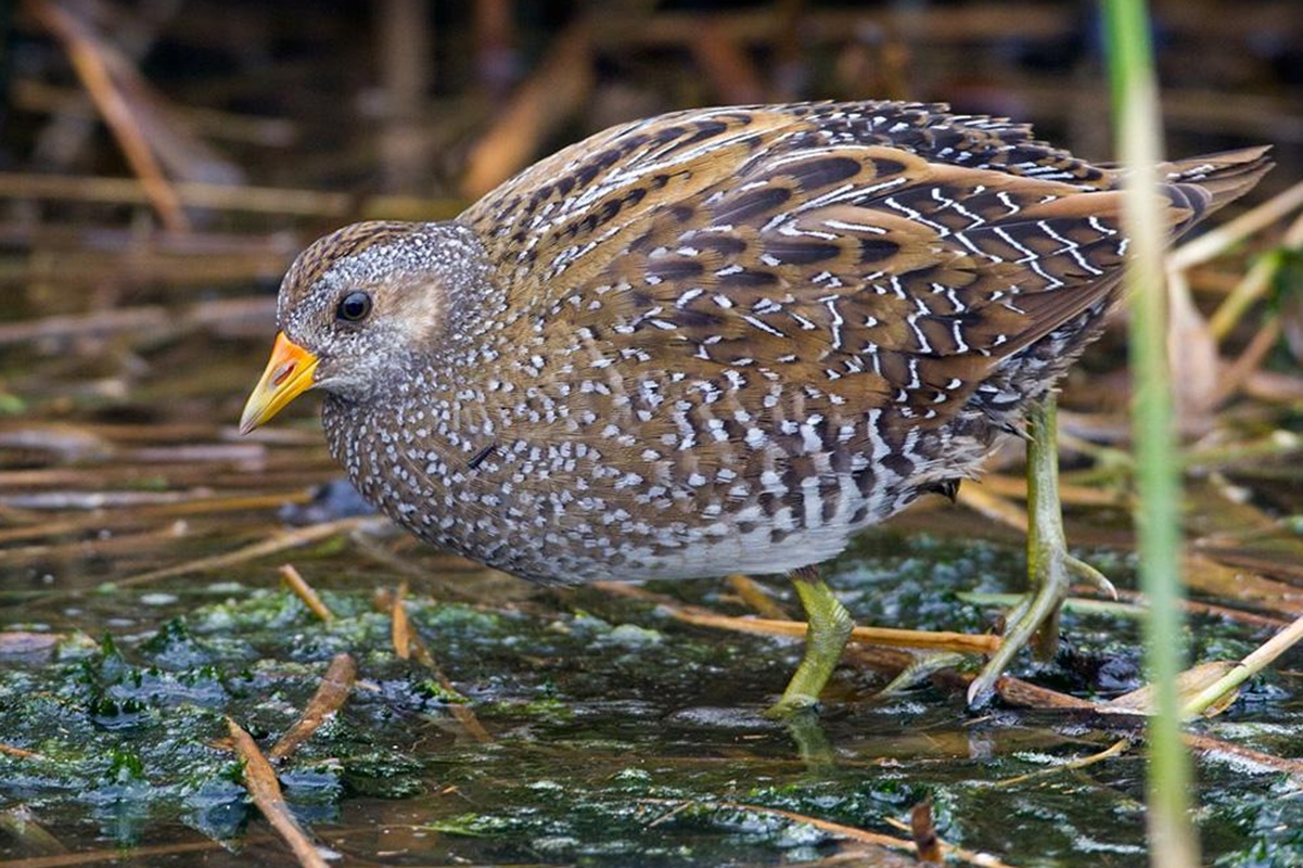 Pettyes vízicsibe (Porzana porzana)