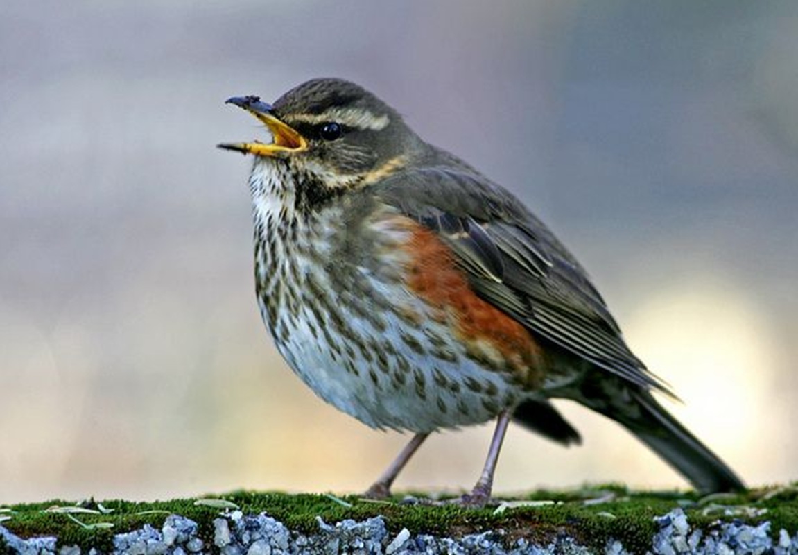 Szőlőrigó (Turdus iliacus) Szőlőrigó (Turdus iliacus)
