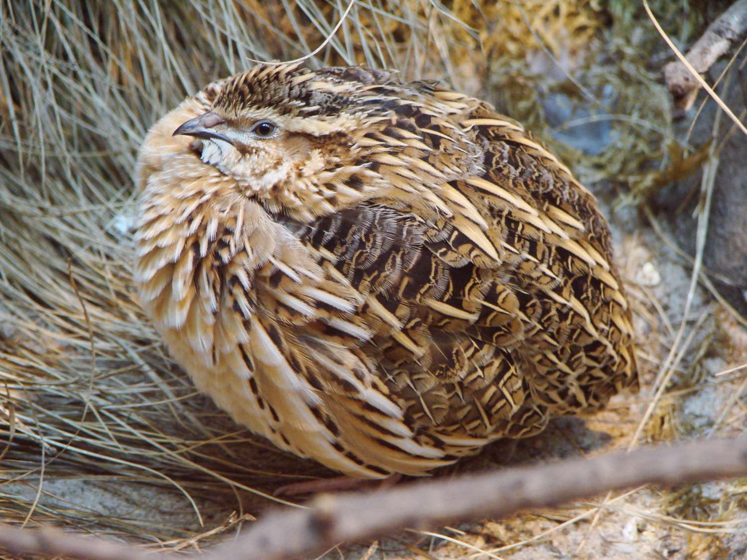 Fürj (Coturnix coturnix)