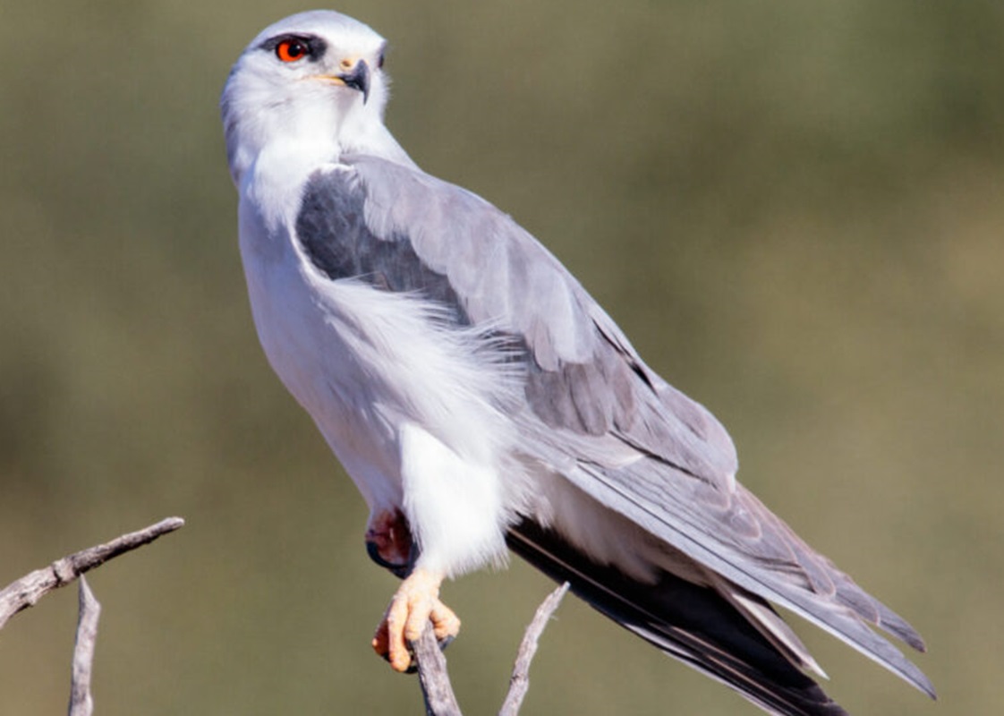 Kuhi (Elanus caeruleus) Kuhi (Elanus caeruleus)