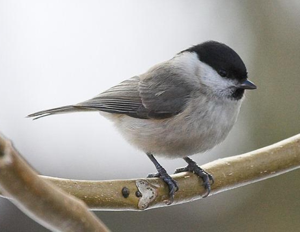 Barátcinege (Parus palustris  vagy Poecile palustris)