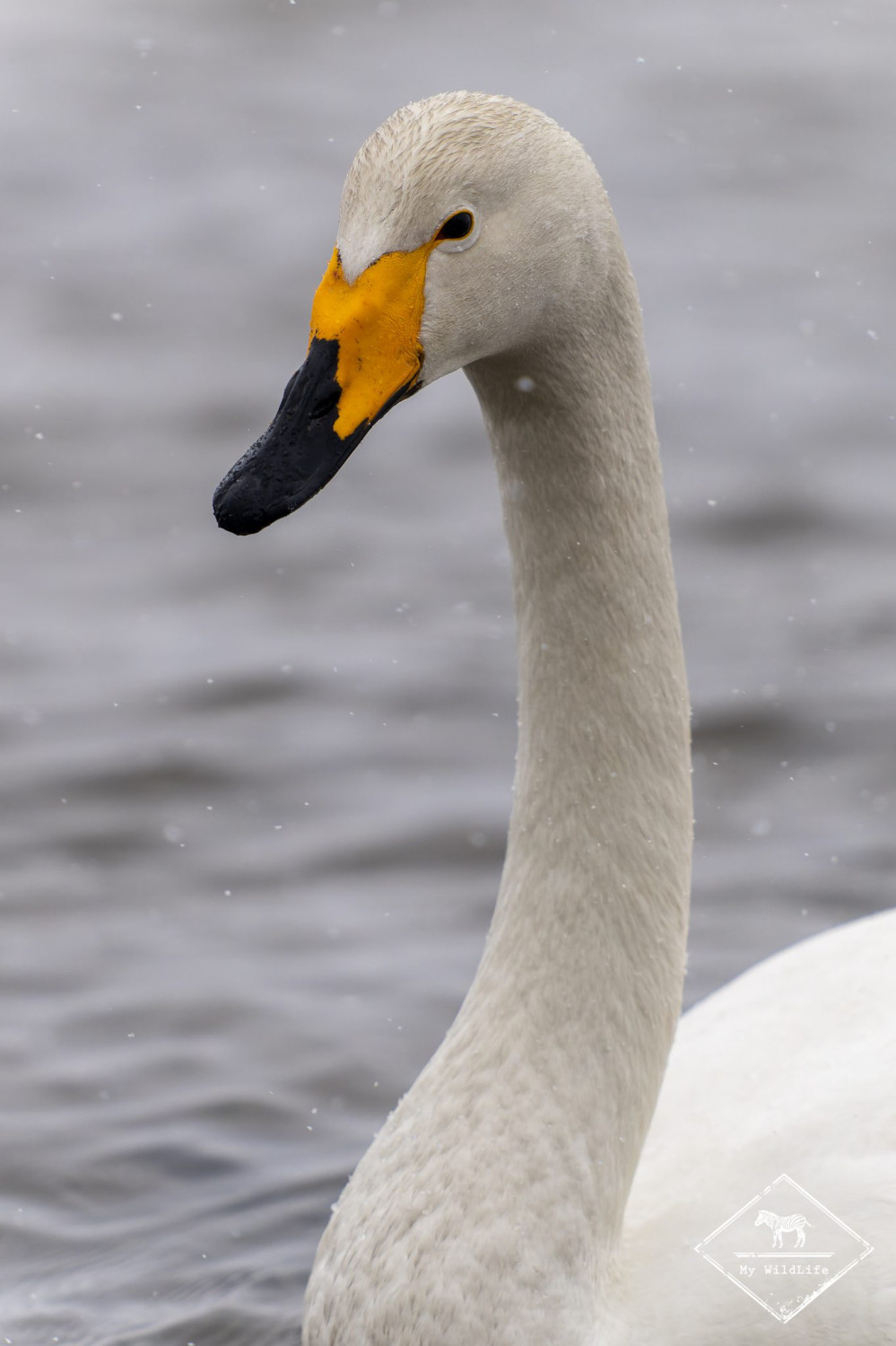 Énekes hattyú (Cygnus cygnus)