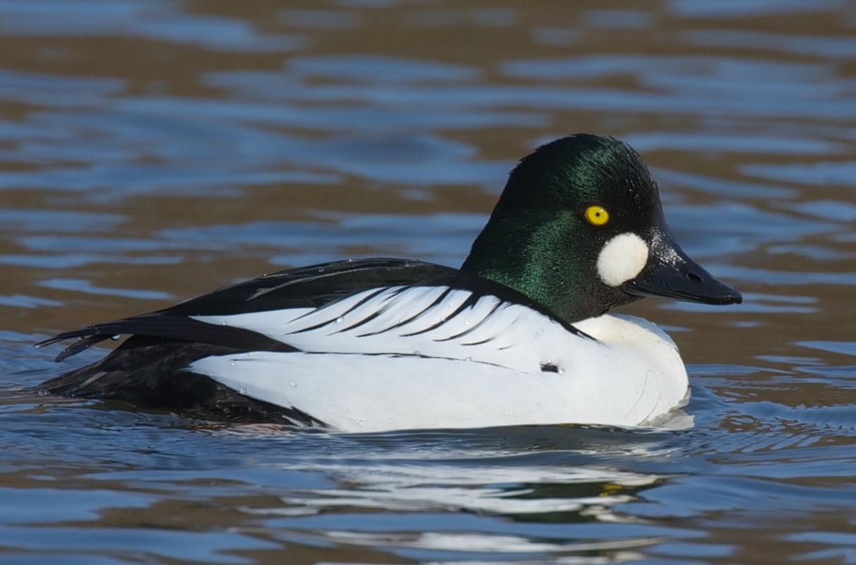 Kerceréce (Bucephala clangula)