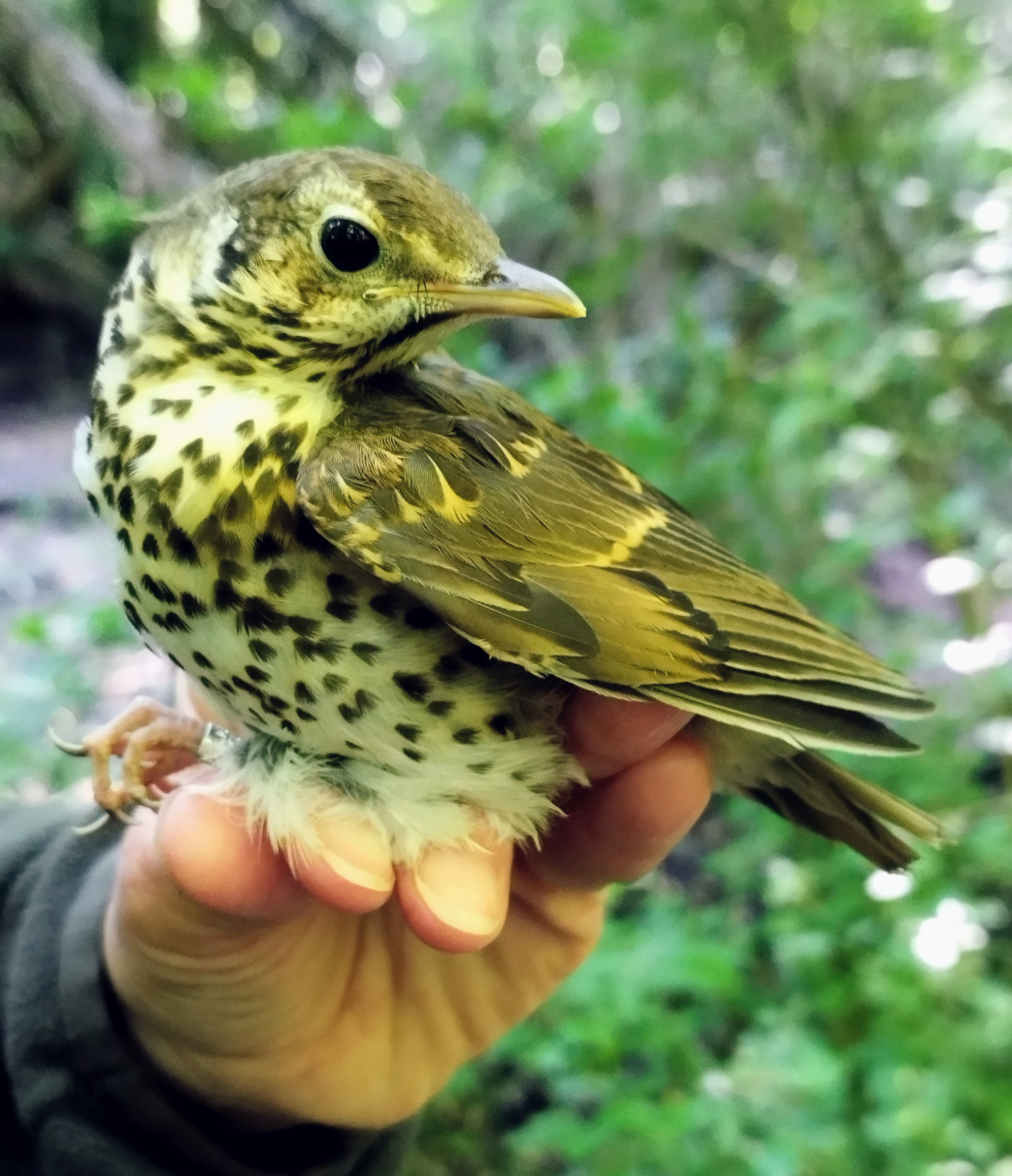 ÉV MADARA 2026 - Énekes rigó (Turdus philomelos)
| Reszkessetek kicsi házas csigák, jövök!
