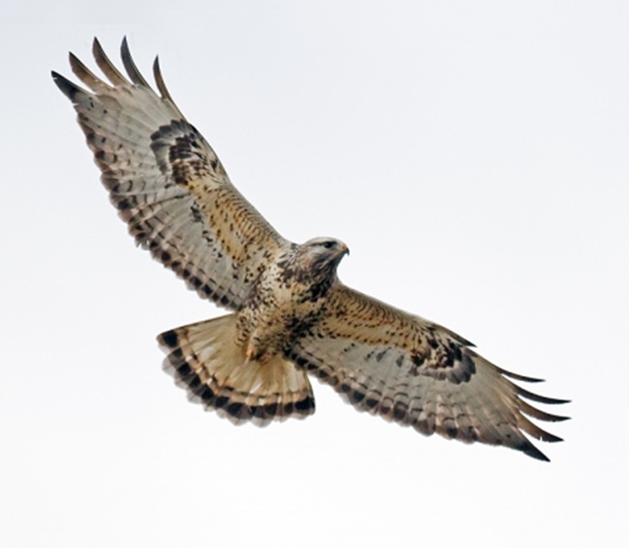  Gatyás ölyv (Buteo lagopus)  episode artwork