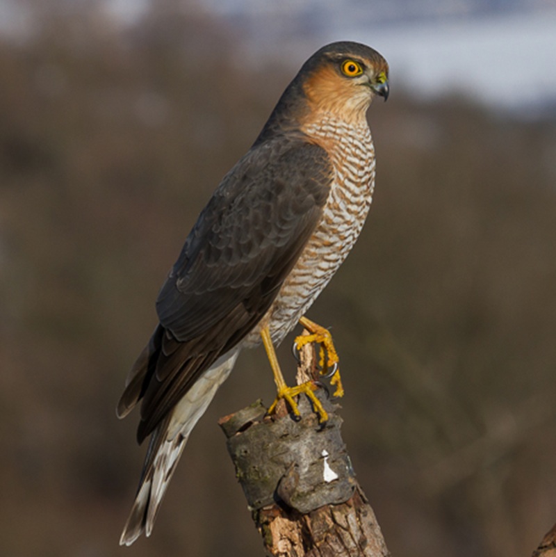  Karvaly (Accipiter nisus)  episode artwork