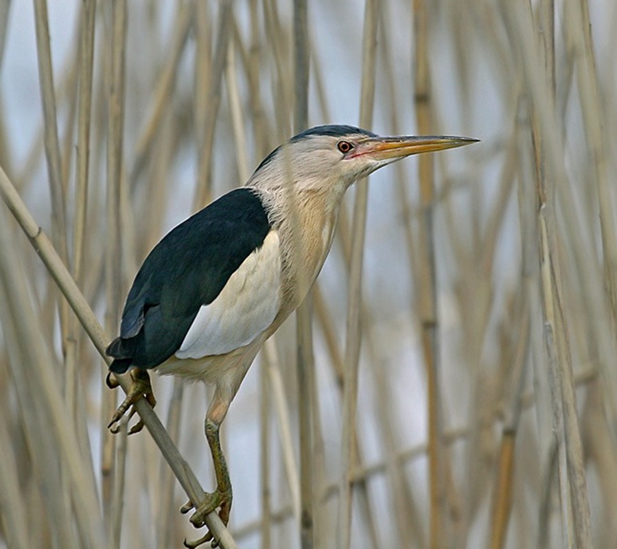 Törpegém (Ixobrychus minutus)