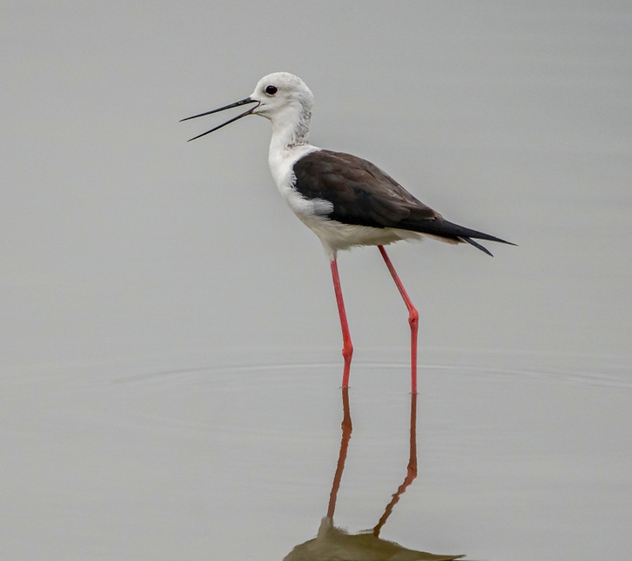 Gólyatöcs (Himantopus himantopus)