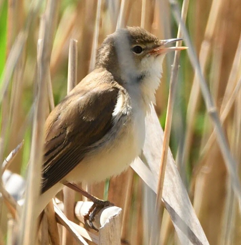 Cserregő nádiposzáta (Acrocephalus scirpaceus)