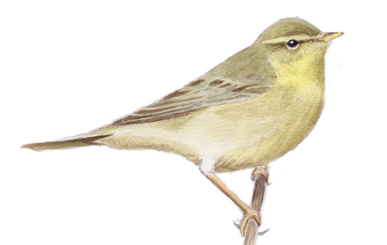 Fitiszfüzike (Phylloscopus trochilus)