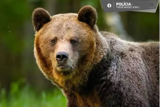 Medvetámadások áldozatainak kárpótlásáról döntöttek Romániában.