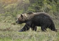 Romániában hatályba lépett az új medvetörvény